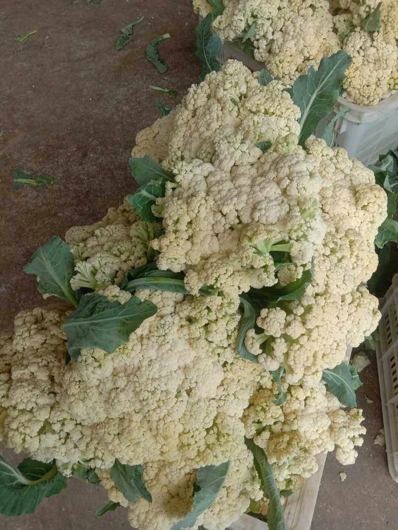 优质菜花
