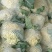 优质菜花