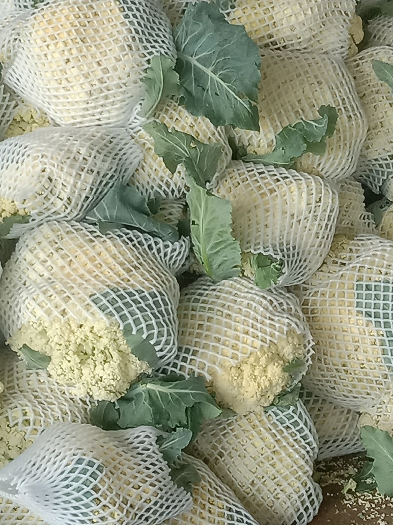 优质菜花