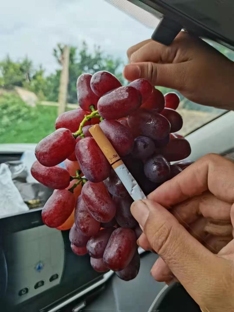 云南高原无籽提串型好口感甜颗粒大一手货源