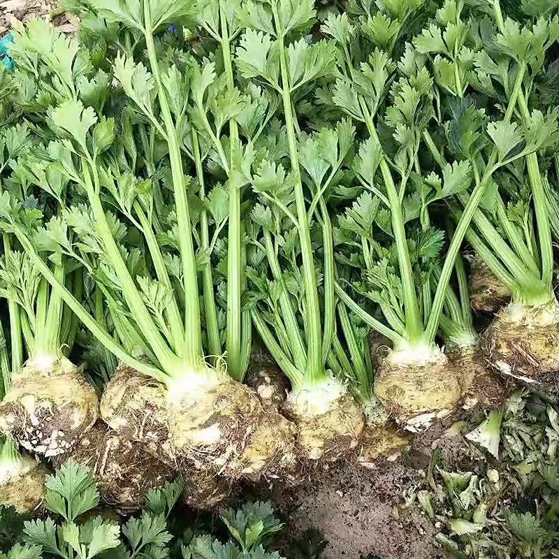 香味浓根芹种子根洋芹种子清香脆嫩春秋两季栽培球根塘蒿