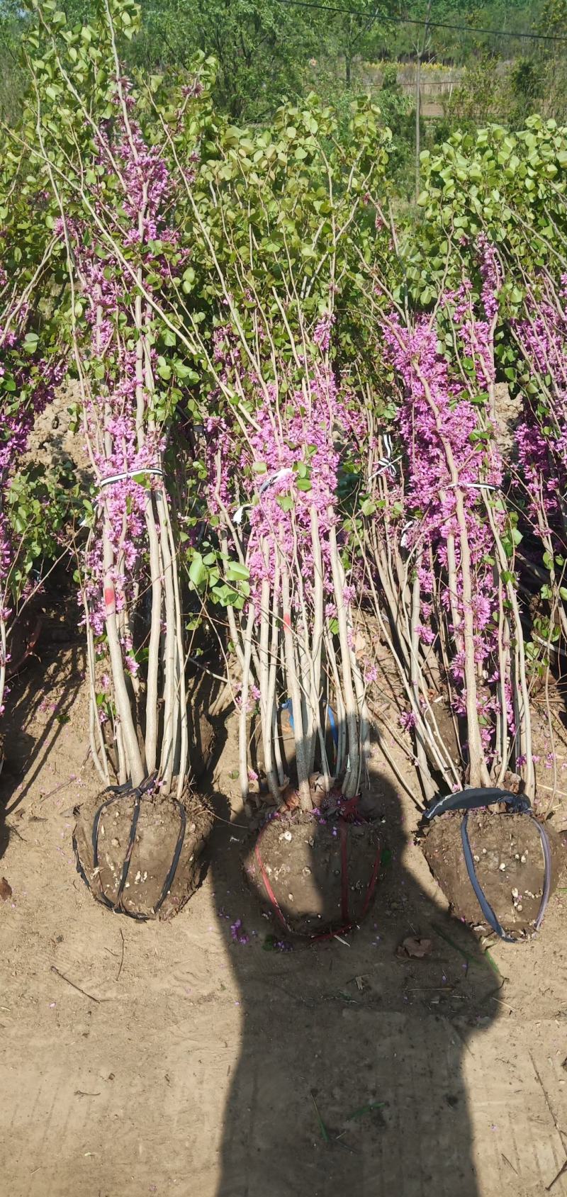 丛生紫荆高度250冠副1-2米苗圃直销规格齐全无中介