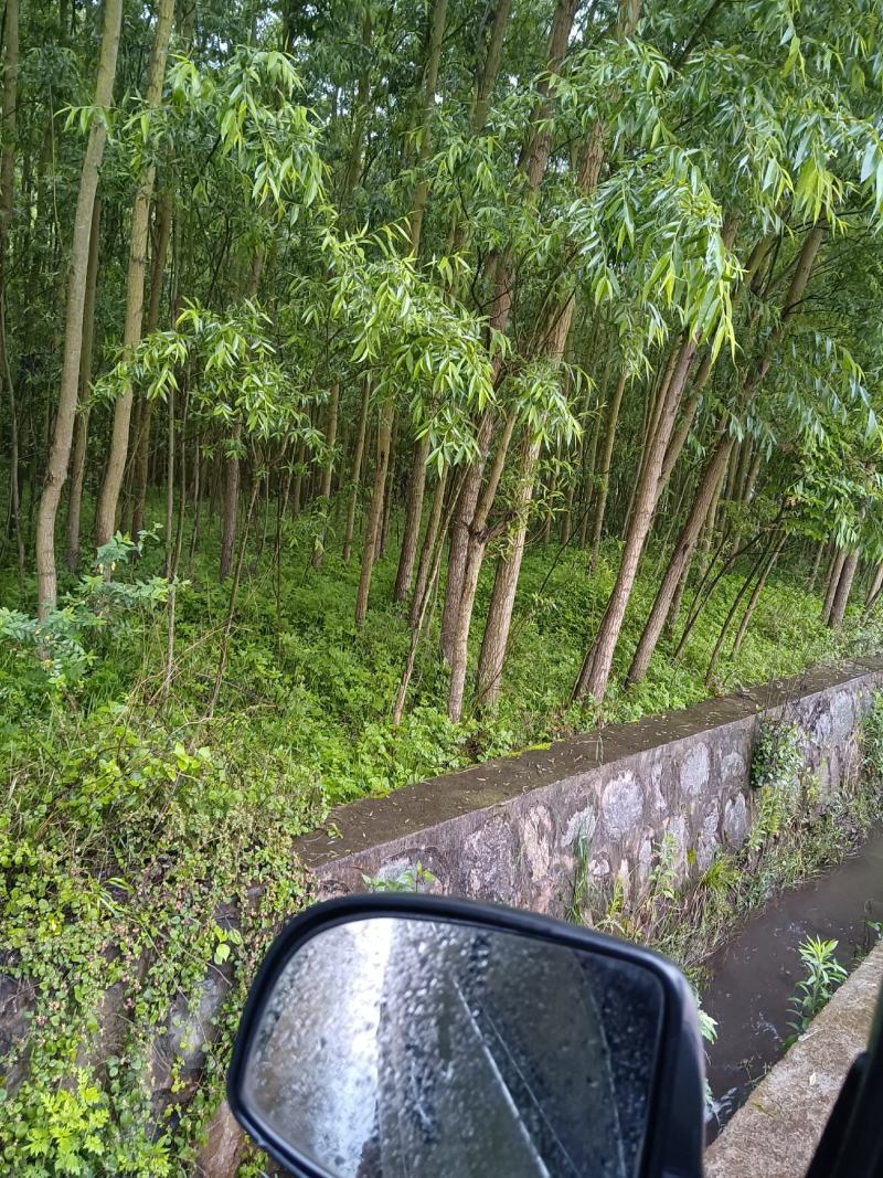 绿意全方位，小匠林距离。
