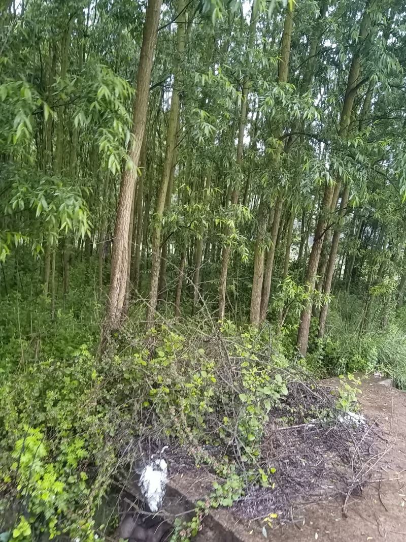 绿意全方位，小匠林距离。