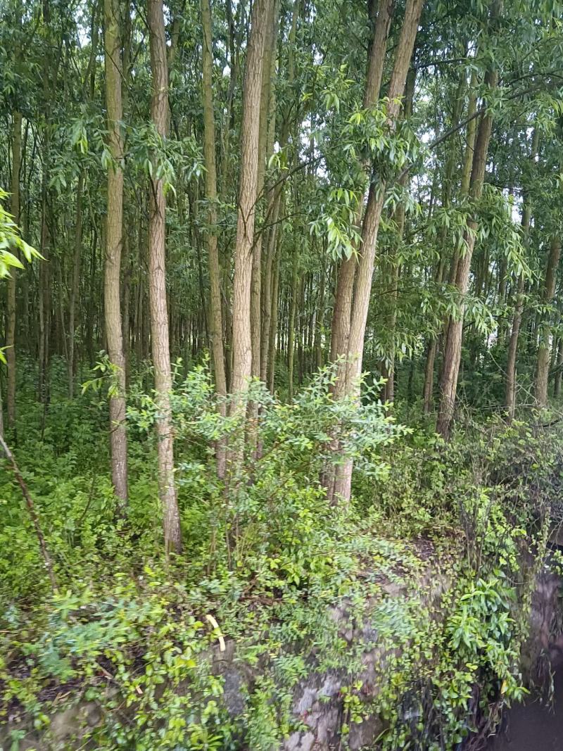 绿意全方位，小匠林距离。
