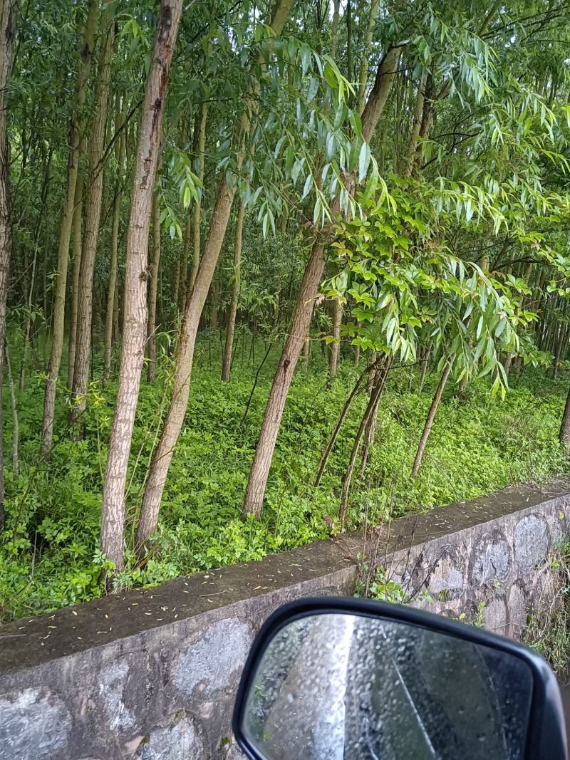 绿意全方位，小匠林距离。
