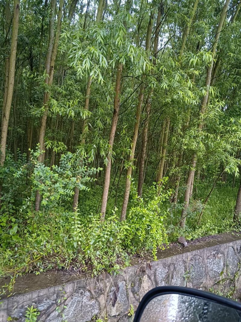 绿意全方位，小匠林距离。