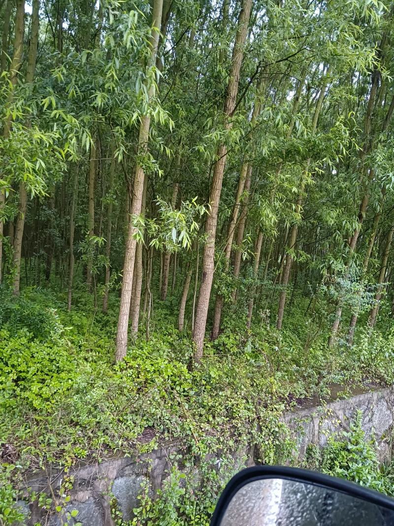 绿意全方位，小匠林距离。