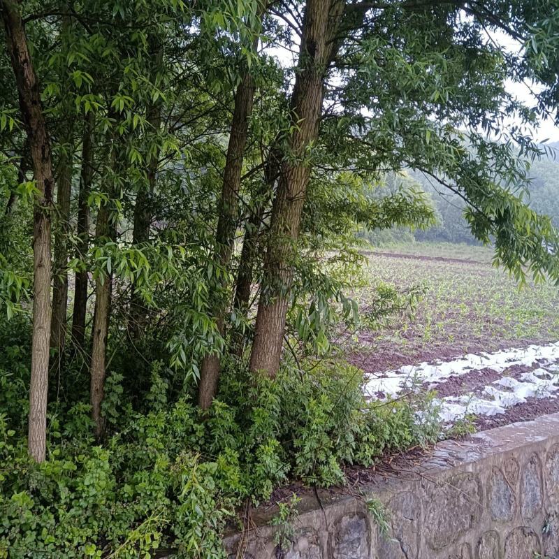 绿意全方位，小匠林距离。