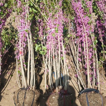 丛生紫荆高度250冠副1-2米苗圃直销规格齐全无中介