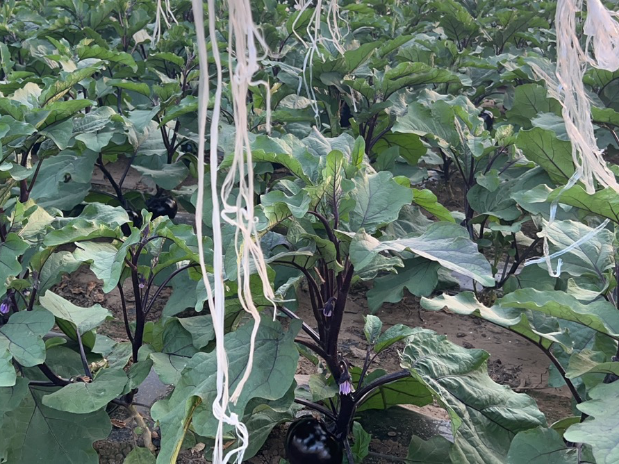 茄子植株花萼与果实生长状态