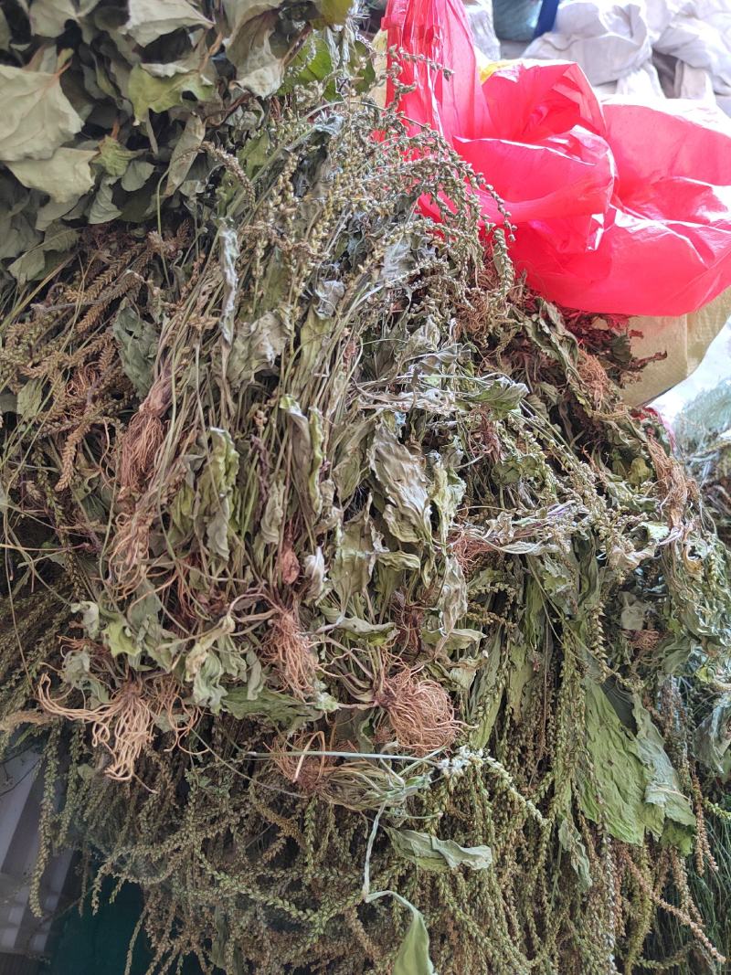 车前草