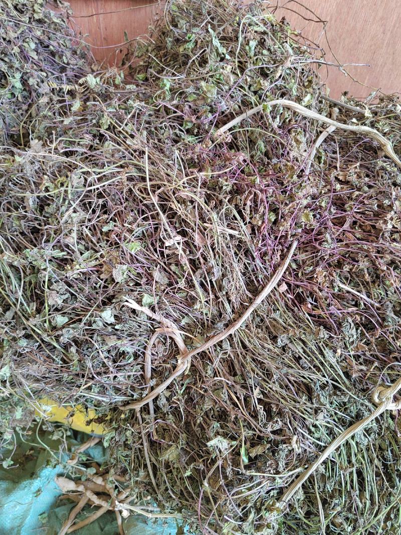 车前草