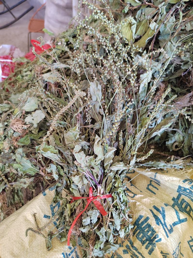 车前草