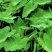 广西贺州是芋头种植大市，旱芋，糯芋，都种植了很