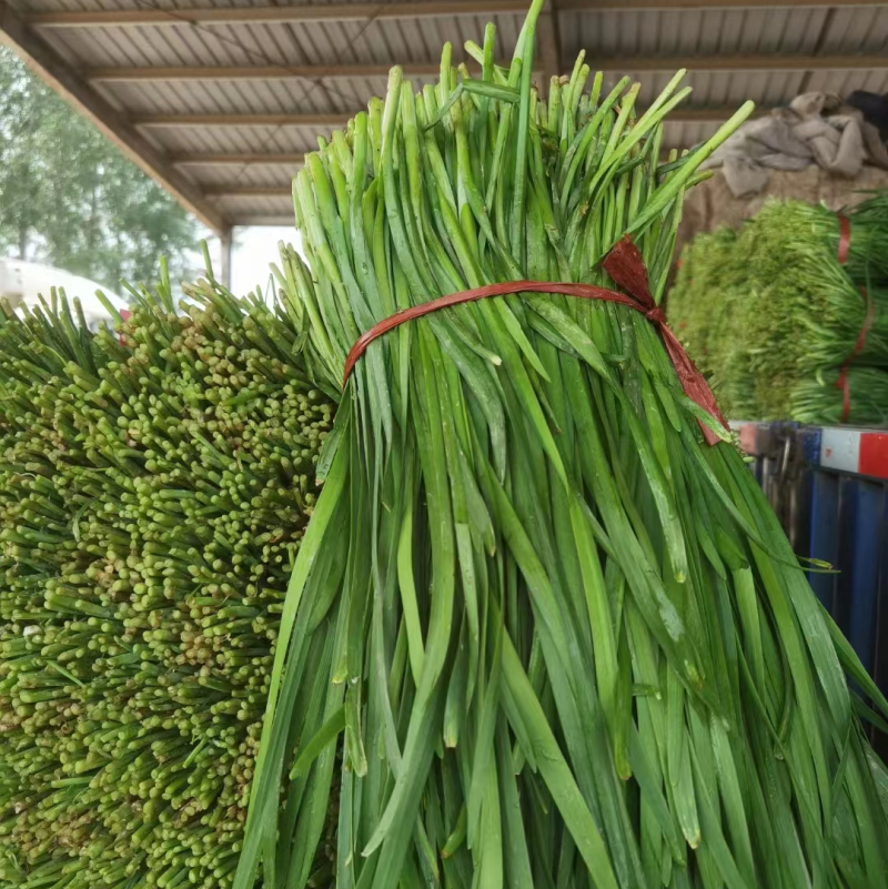 【精品】商丘韭菜质量好价格优大量现货欢迎实地考察