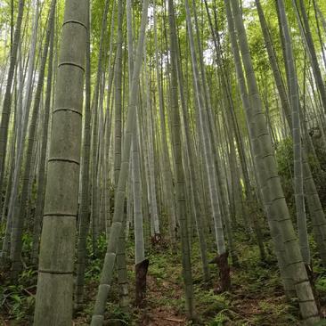 贵州榕江南竹1千多亩，场地直销，可按客户要求尺寸破竹