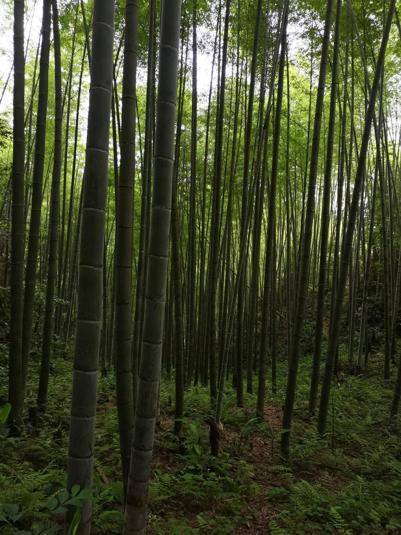 贵州榕江南竹1千多亩，场地直销，可按客户要求尺寸破竹