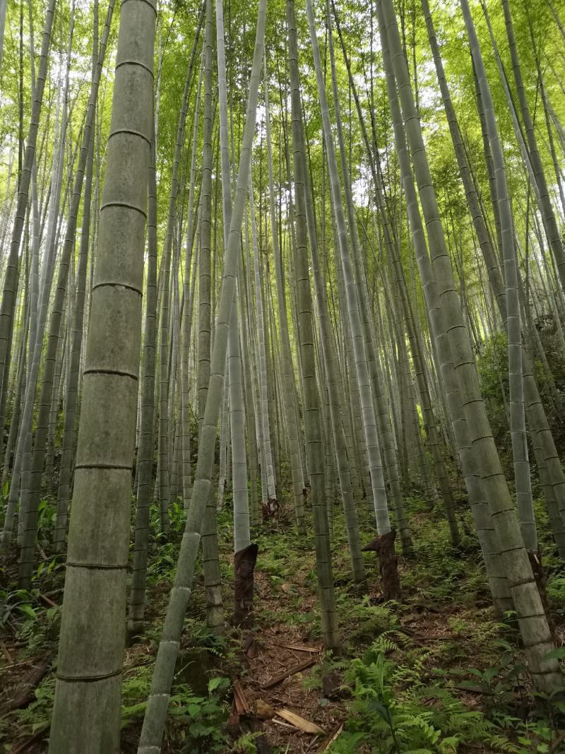 贵州榕江南竹1千多亩，场地直销，可按客户要求尺寸破竹