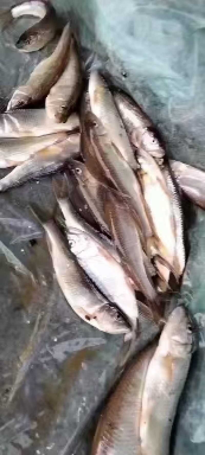 大嘴白鱼桃花鱼鲶鱼鲫鱼鲤鱼草鱼高山冷水鱼好吃不贵