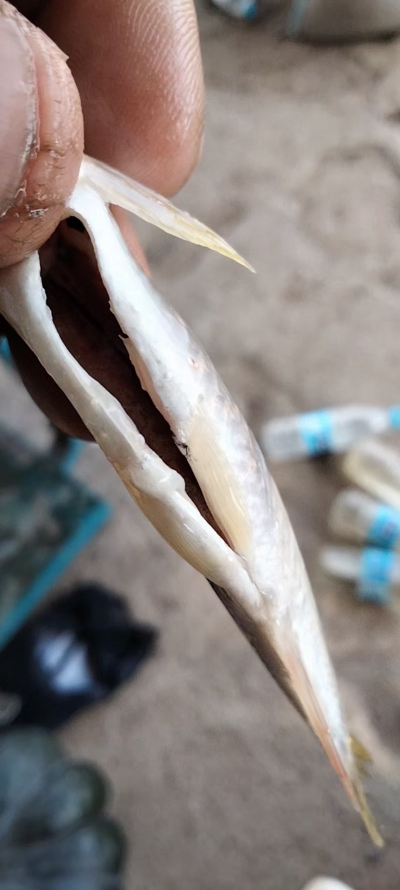 大嘴白鱼桃花鱼鲶鱼鲫鱼鲤鱼草鱼高山冷水鱼好吃不贵