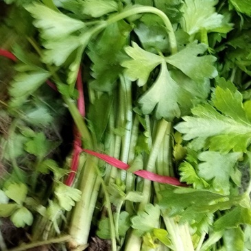芹菜苗一件代发可代收代卖，对接批发采购市场电商等