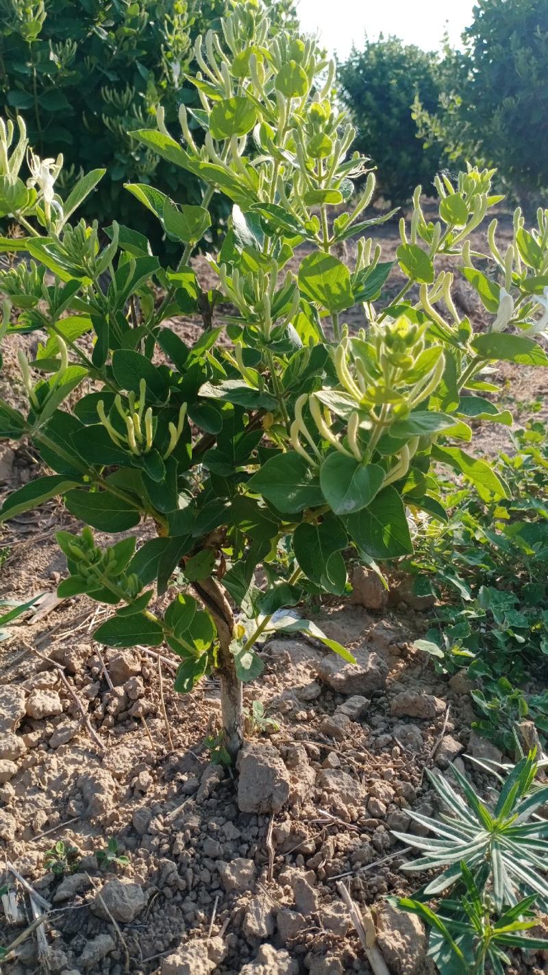 金银花盆景老桩产地直销，盆栽地栽都可以，有需要的可以联系