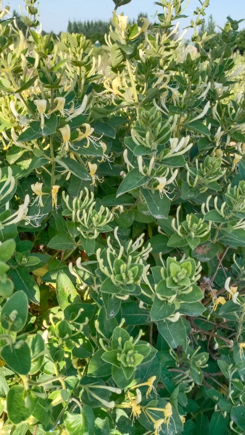 金银花盆景老桩产地直销，盆栽地栽都可以，有需要的可以联系