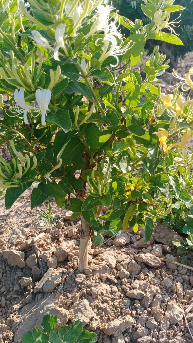 金银花盆景老桩产地直销，盆栽地栽都可以，有需要的可以联系