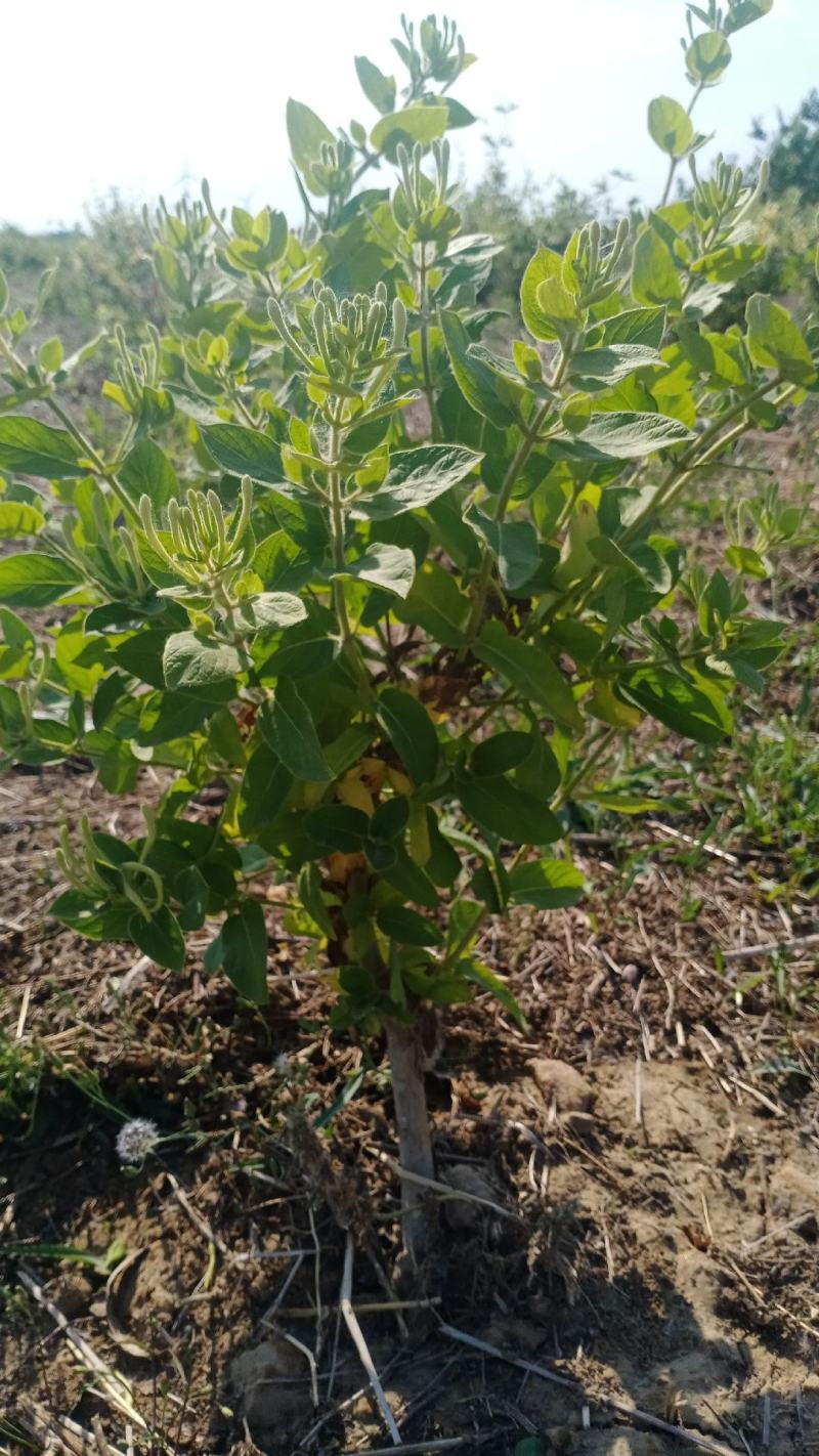 金银花盆景老桩产地直销，盆栽地栽都可以，有需要的可以联系