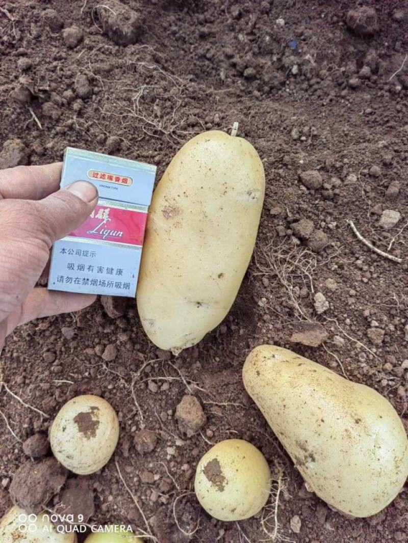 【精品】荷兰十五土豆，大量上市，产地直发，质量保证