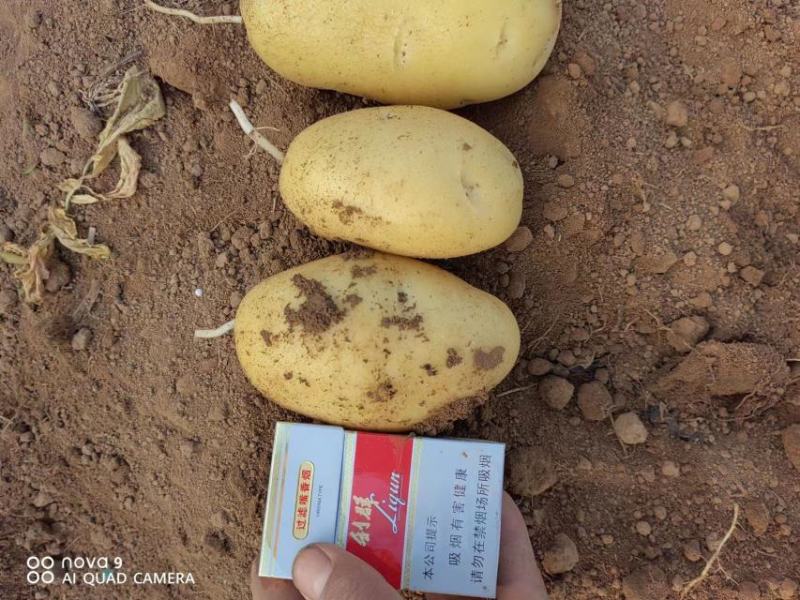 【精品】荷兰十五土豆，大量上市，产地直发，质量保证