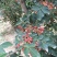 花椒