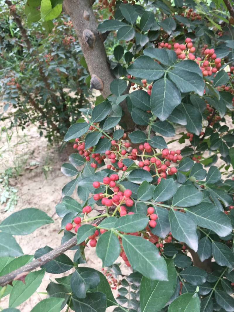 花椒