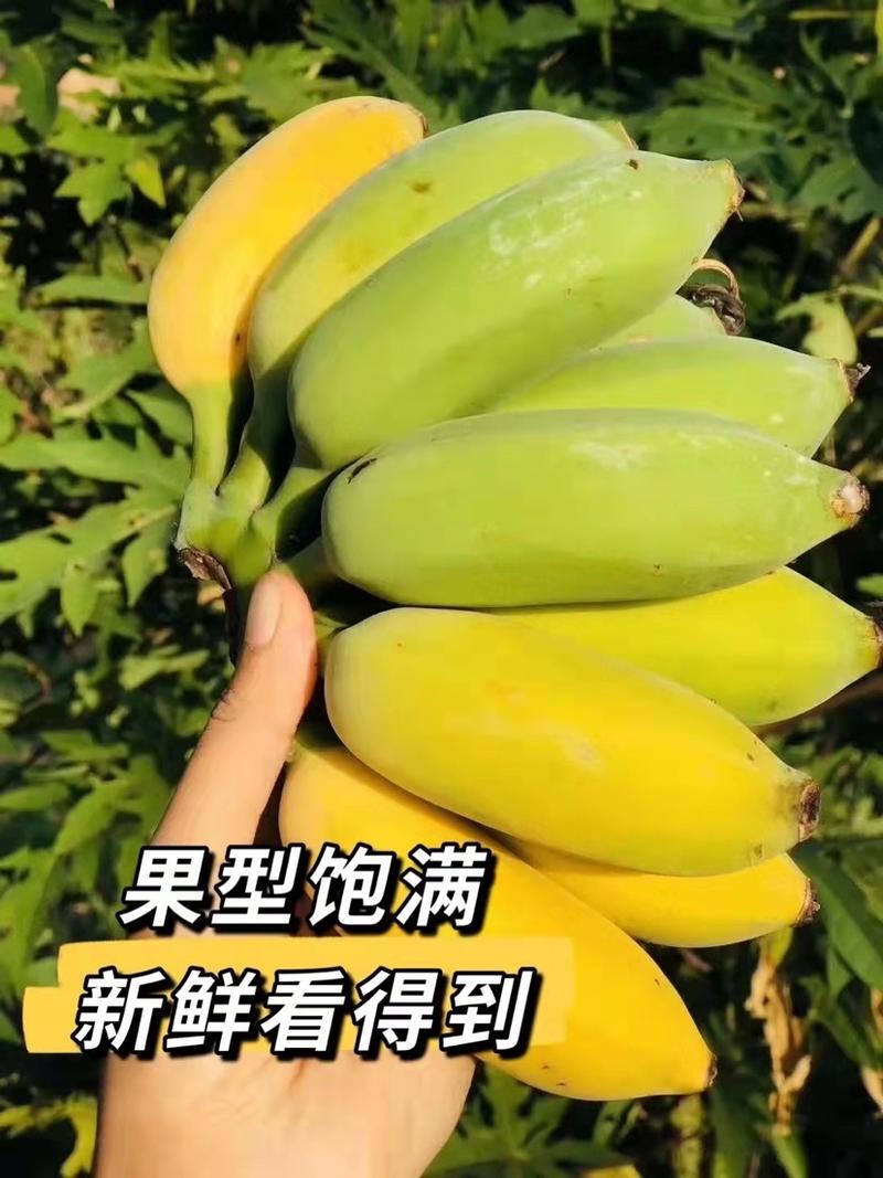 广西小米蕉5斤装产地供应链一件代发，坏果包赔