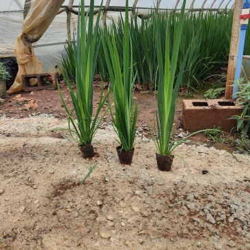 蓝花鸢尾蓝花鸢尾云南基地直供蓝花鸢尾10/10袋苗