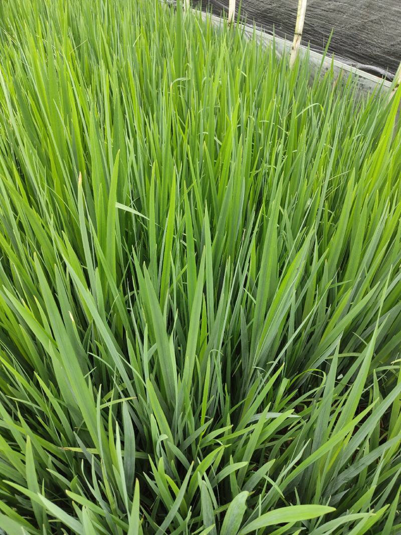 蓝花鸢尾蓝花鸢尾云南基地直供蓝花鸢尾10/10袋苗