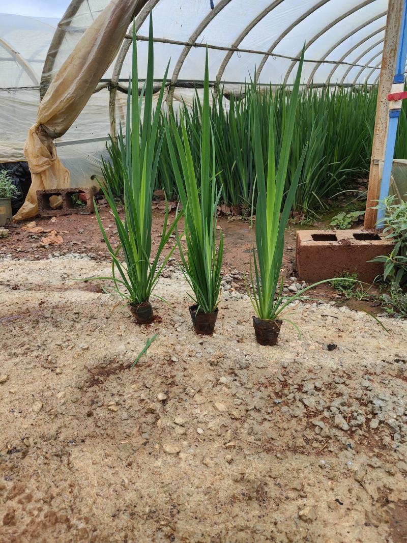 蓝花鸢尾蓝花鸢尾云南基地直供蓝花鸢尾10/10袋苗