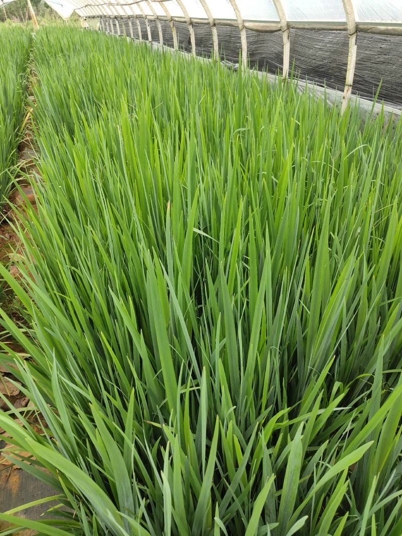 蓝花鸢尾蓝花鸢尾云南基地直供蓝花鸢尾10/10袋苗