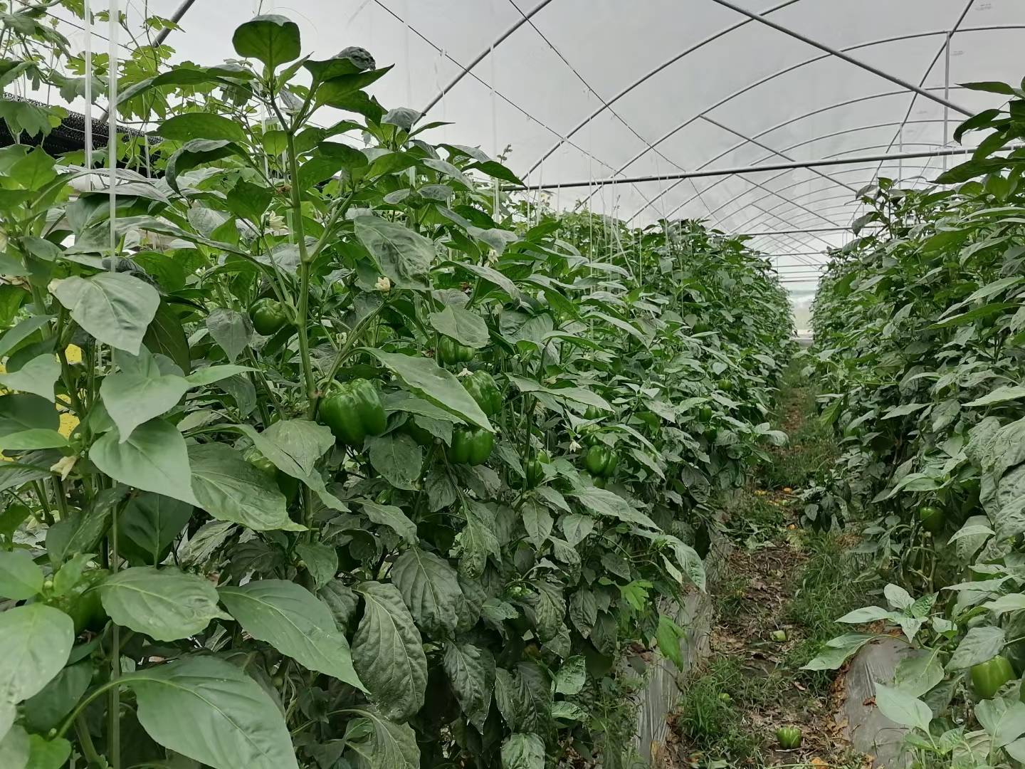 现代化塑料大棚内部,左侧为搭架生长的黄瓜植株,藤蔓缠绕吊绳向上延伸;右侧为整齐排列的辣椒植株,株高约40厘米,配有独立滴灌管路;中间有半透明PVC隔板分隔,顶部安装温湿度传感器 大棚内分区种植实景图