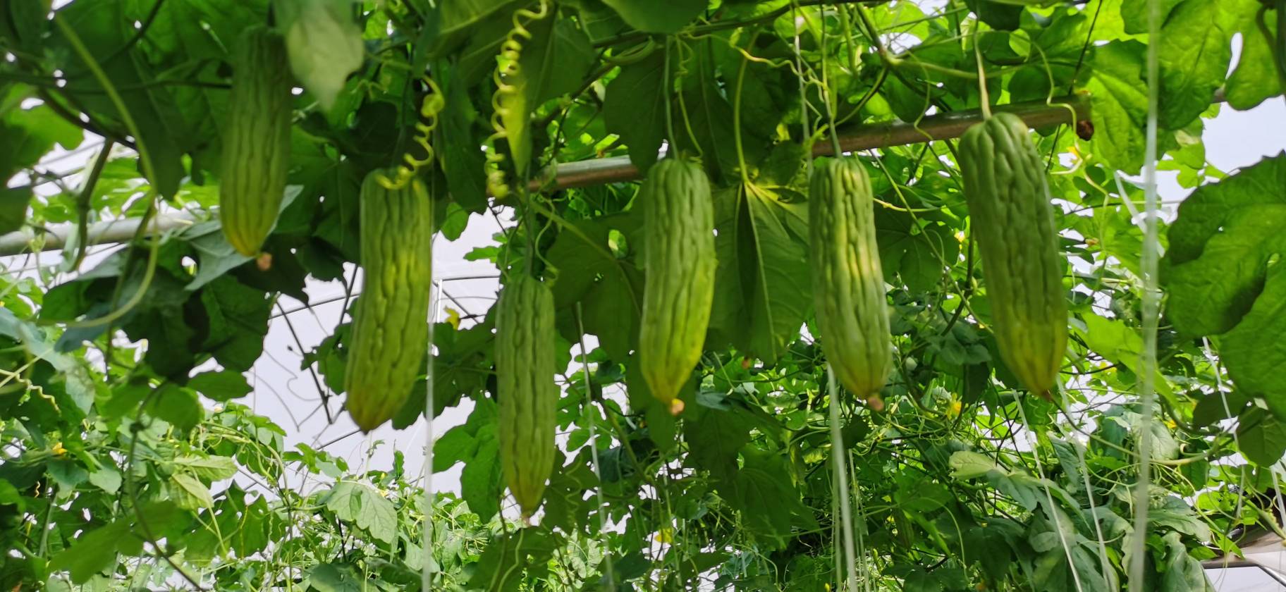 黄瓜与西红柿植株对比图