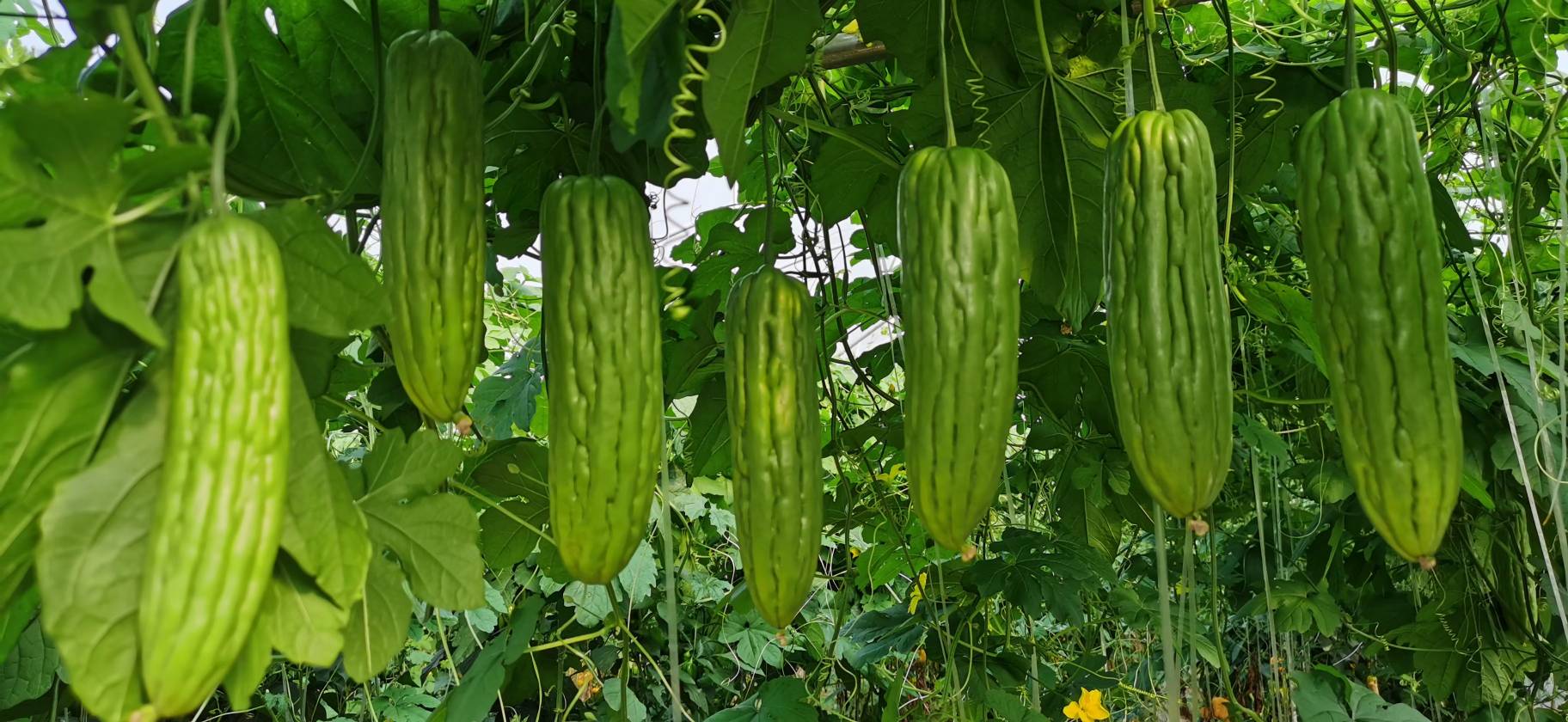 黄瓜的外观与生长环境