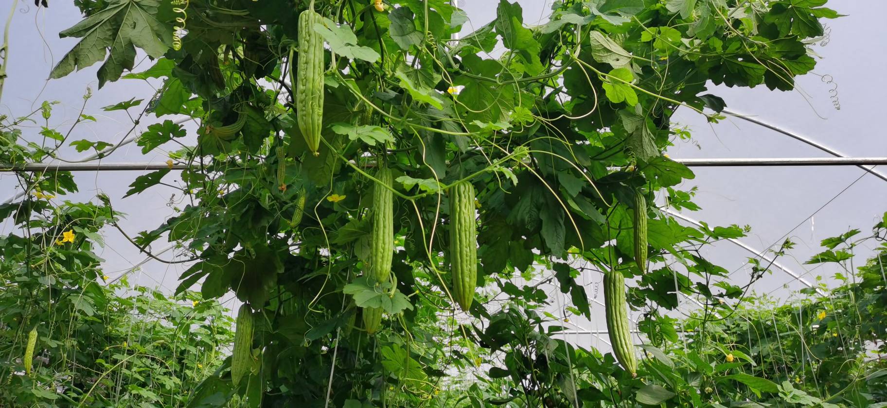黄瓜种植环境示意图