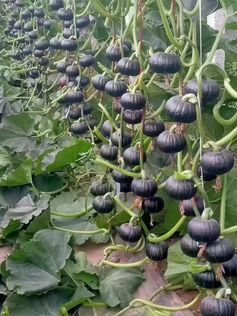 广西横州贝贝贝贝南瓜大量供应