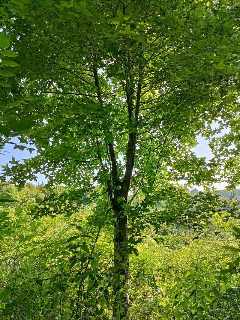 枫香基地直销杆直冠园物美价廉