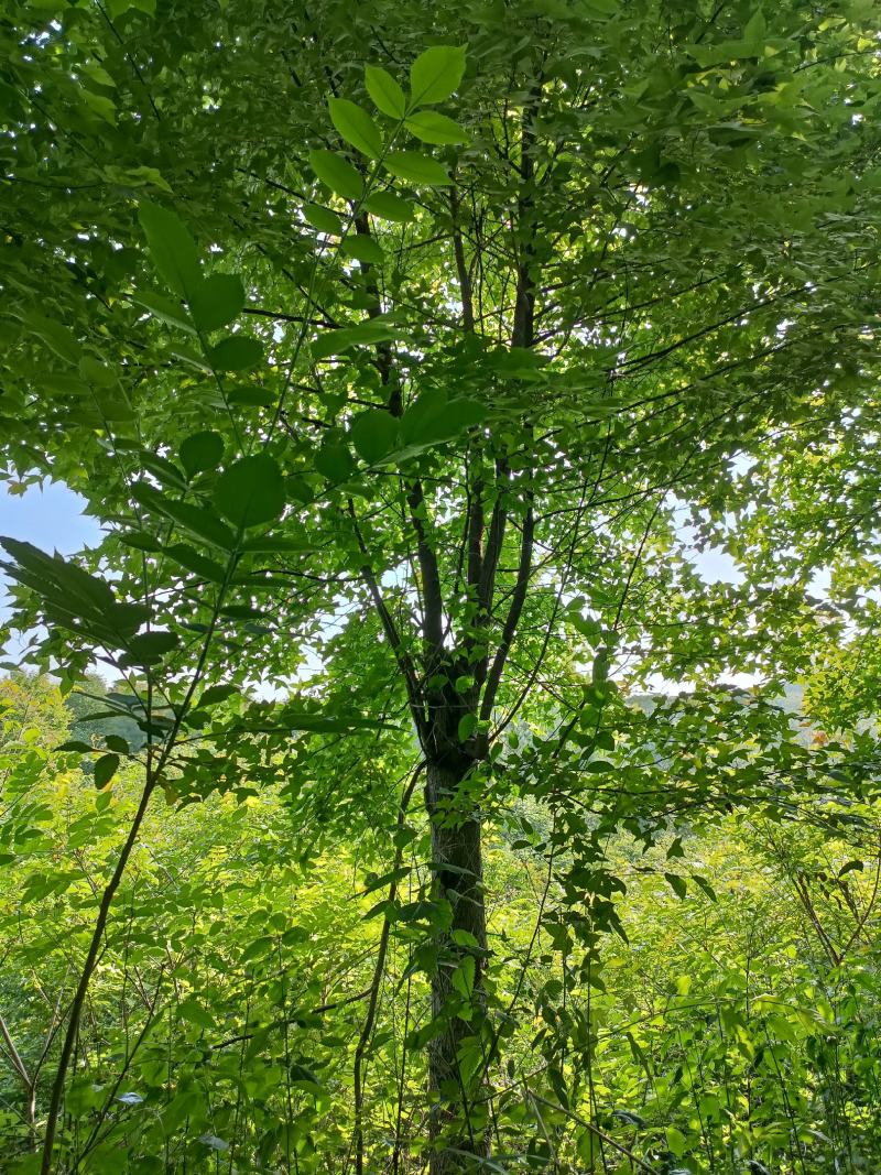 枫香基地直销杆直冠园物美价廉