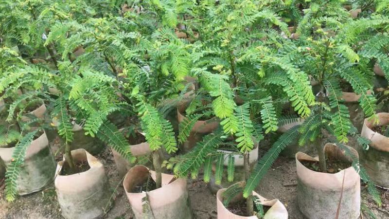 广东潮汕甜种油甘果树苗大粒狮头柿饼油甘余甘嫁接油甘当年结