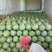 新疆昌吉安农二号金城5号产地直发品质保证量大从优诚信合作