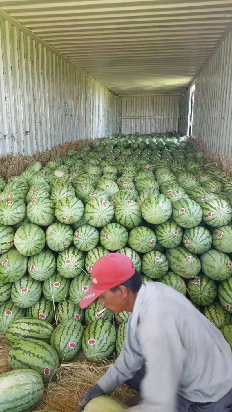 新疆昌吉安农二号金城5号产地直发品质保证量大从优诚信合作