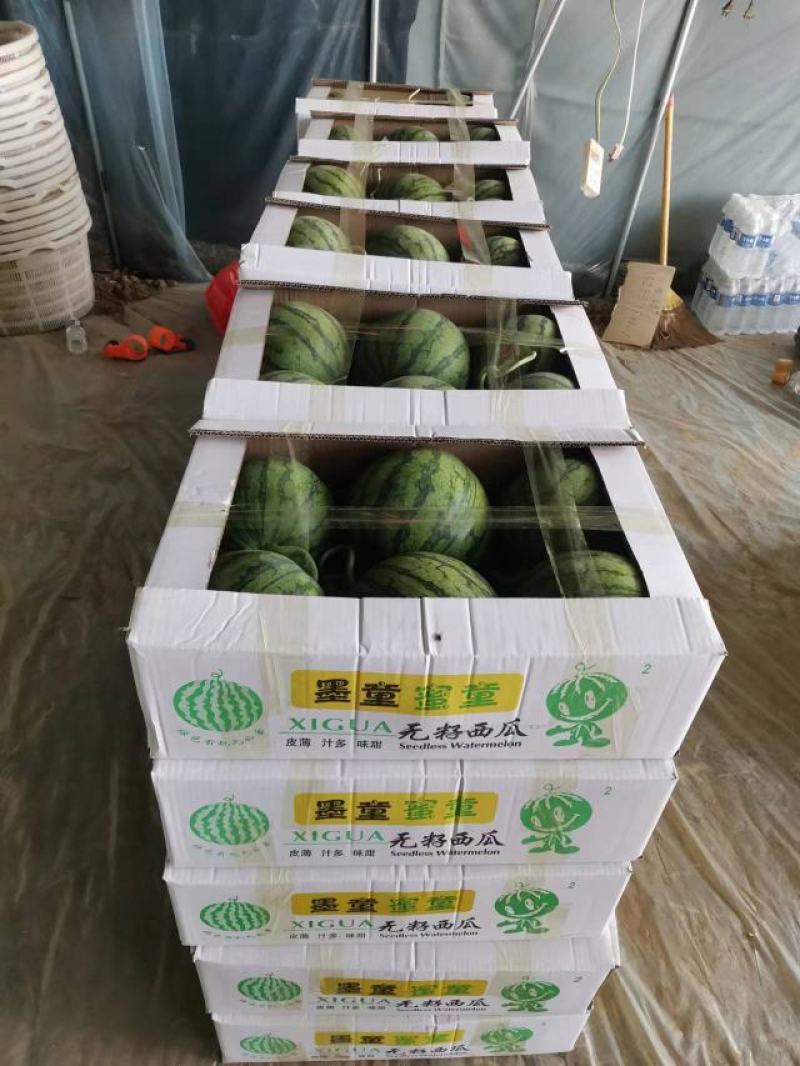 无籽西瓜